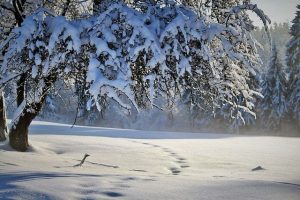 Zasnežena pokrajina z drevesom, ki ima upognjene veje od teže snega